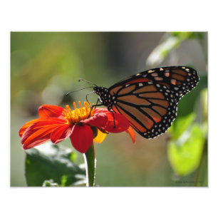 11X14 Monarch Butterfly on Mexican Sunflower Torch Foto Afdruk