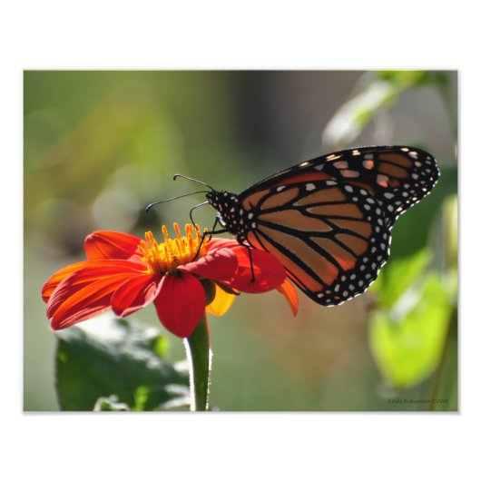 11X14 Monarch Butterfly on Mexican Sunflower Torch Foto Afdruk (Voorkant)