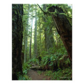 11X14 Old Growth Forest in Twanoh State Park, WA Foto Afdruk (Voorkant)
