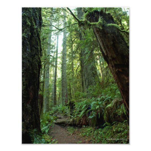 11X14 Old Growth Forest in Twanoh State Park, WA Foto Afdruk (Voorkant)