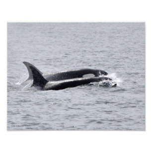11X14 Orca Whales - Twee in één Foto Afdruk