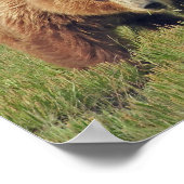 11x14 Poster papier (steen) van grizzly beer (Hoek)