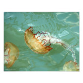 11X14 Zee Nettle Jellyfish Foto Afdruk (Voorkant)