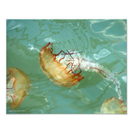 11X14 Zee Nettle Jellyfish Foto Afdruk