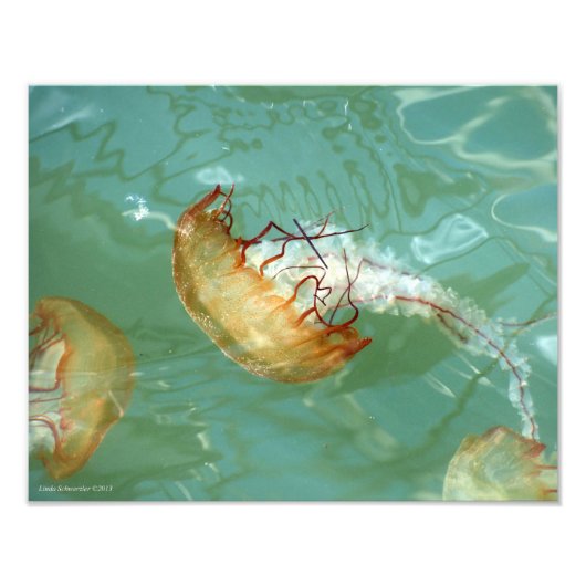 11X14 Zee Nettle Jellyfish Foto Afdruk (Voorkant)