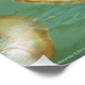 11X14 Zee Nettle Jellyfish Foto Afdruk (Hoek)