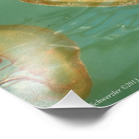 11X14 Zee Nettle Jellyfish Foto Afdruk (Hoek)