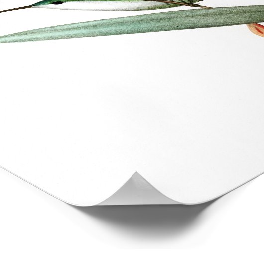 12 Antiek vogelafdrukken. Poster (Hoek)