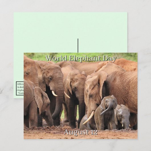 12 augustus: Wereld Olifant Dag Feestdagenkaart (Voorkant / Achterkant)