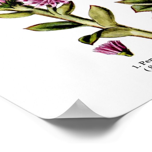 12 Botanische illustratie Poster (Hoek)