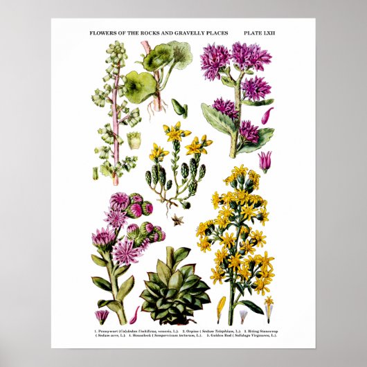 12 Botanische illustratie Poster (Voorkant)