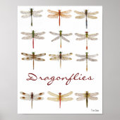 12 Dragonfly-soorten Poster (Voorkant)