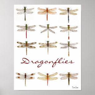 12 Dragonfly-soorten Poster