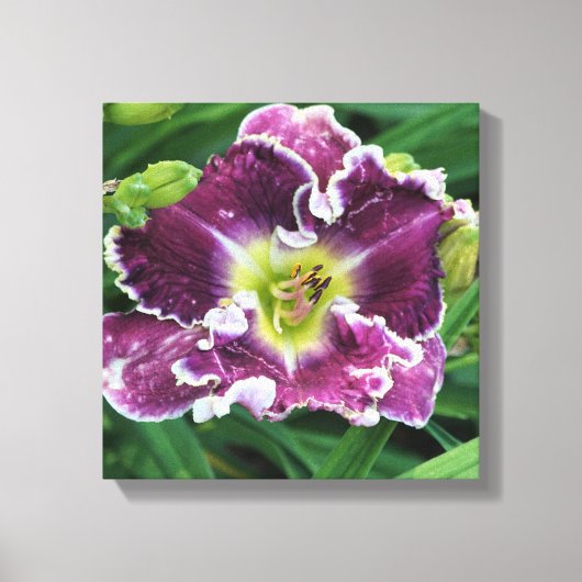 12-inch x12-inch Daylily Canvas Afdruk (Voorkant)