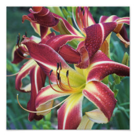 12-inch x12-inch Daylily Foto Afdruk