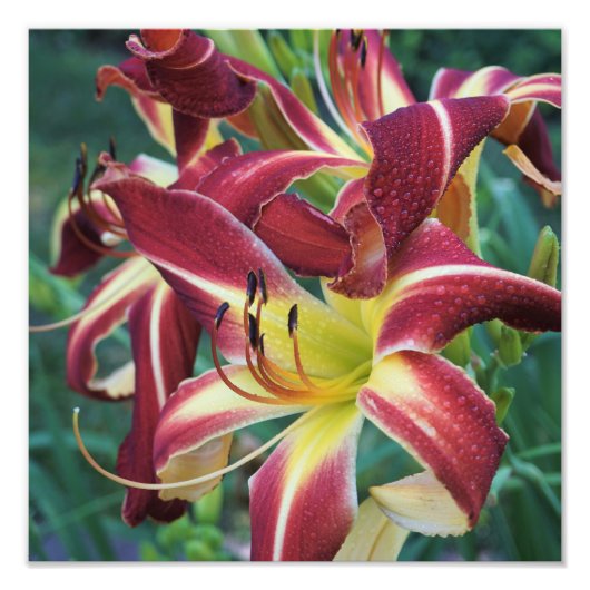 12-inch x12-inch Daylily Foto Afdruk (Voorkant)