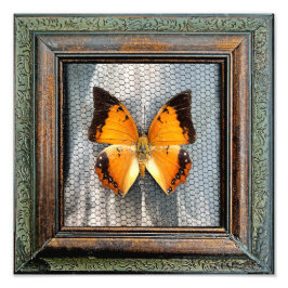12 inch x 12 inch Black-Bordered Charaxes Butterfl Foto Afdruk