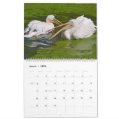 12 kalendermaanden pelikanen kalender (Mar 2026)