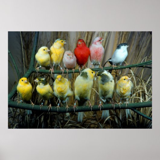 12 Kanarienvoegel, Kanarienvogel (Serinus canaria Poster (Voorkant)