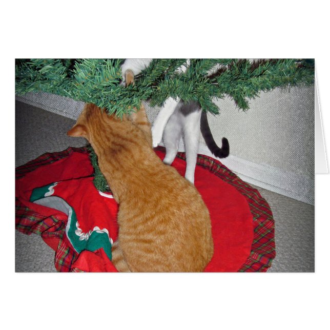 12 Kat a-klimmen (Voorkant Horizontaal)