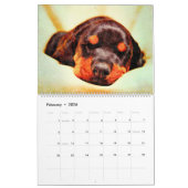 12 maanden Doberman Pinscher Dog Waterverf Schilde Kalender (Feb 2026)