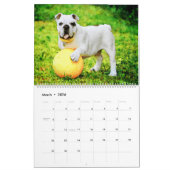 12 maanden Engelse Bulldog British Bull Dogs Art Kalender (Mar 2026)