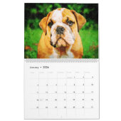 12 maanden Engelse Bulldog British Bull Dogs Art Kalender (Jan 2026)