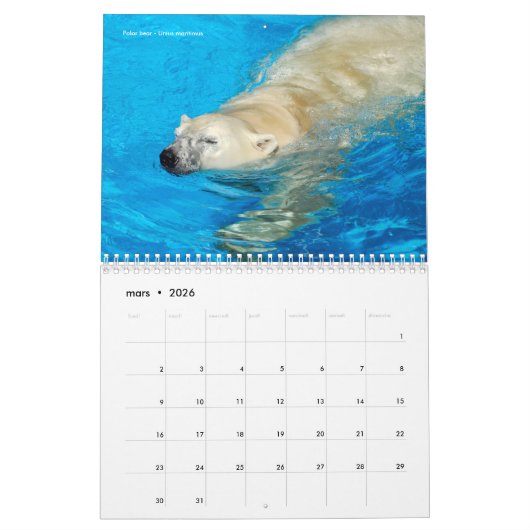 12 maanden kalender diverse beren (Mar 2026)