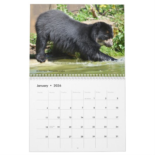 12 maanden kalender diverse beren (Jan 2026)