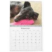 12 maanden met de tandhond kalender (Feb 2027)