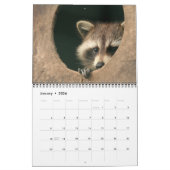 12 Maanden Schattig Raccoons Agenda 2016 Kalender (Jan 2026)