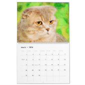 12 maanden Sweet Scottish Fold Cats Waterverf Gift Kalender (Mar 2026)