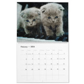 12 maanden Sweet Scottish Fold Cats Waterverf Gift Kalender (Feb 2026)