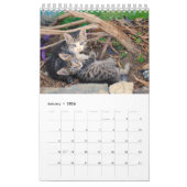 12 maanden van Cuteness Kittens Siblings Kalender (Jan 2026)