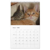12 maanden van Cuteness Kittens Siblings Kalender (Mar 2026)
