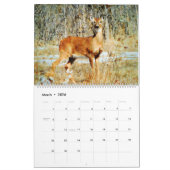 12 maanden - Whitetail Deer Waterverf Wildlife Art Kalender (Mar 2026)