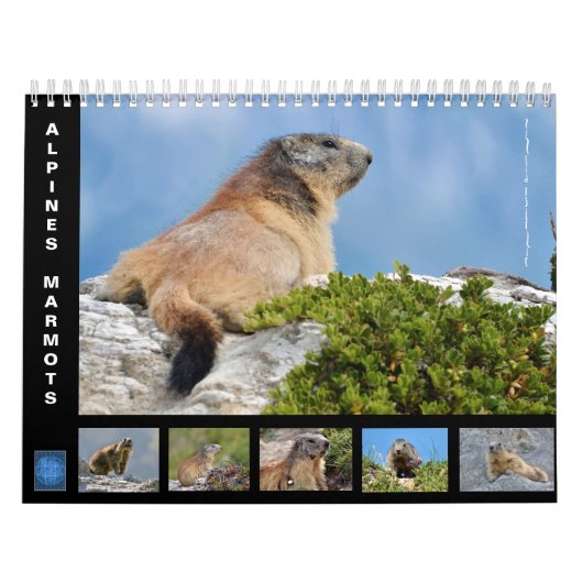 12-maandenkalender van de alpiene marmots kalender (Hoes)