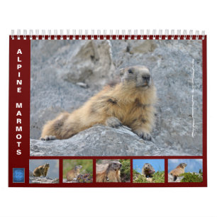 12-maandenkalender van de alpiene marmots kalender