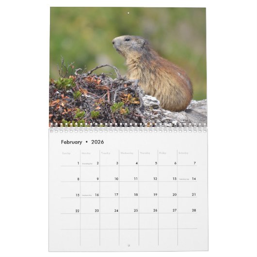 12-maandenkalender van de alpiene marmots kalender (Feb 2026)