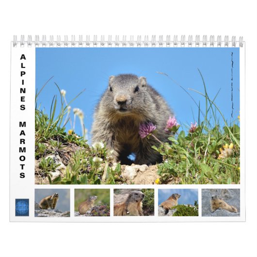 12-maandenkalender van de alpiene marmots kalender (Hoes)