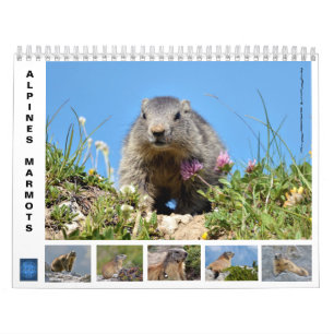 12-maandenkalender van de alpiene marmots kalender