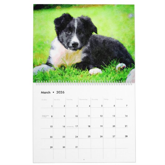 12-maands grens Collie Sheep Dogs Waterverf Art Kalender (Mar 2026)
