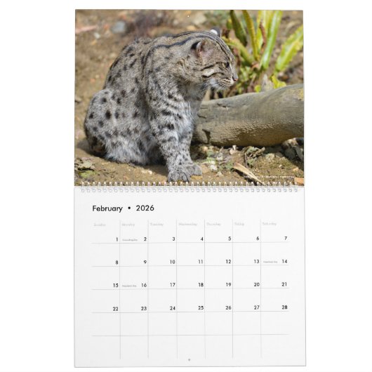 12-maands kalender Felines (Feb 2026)