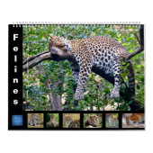12-maands kalender Felines (Hoes)