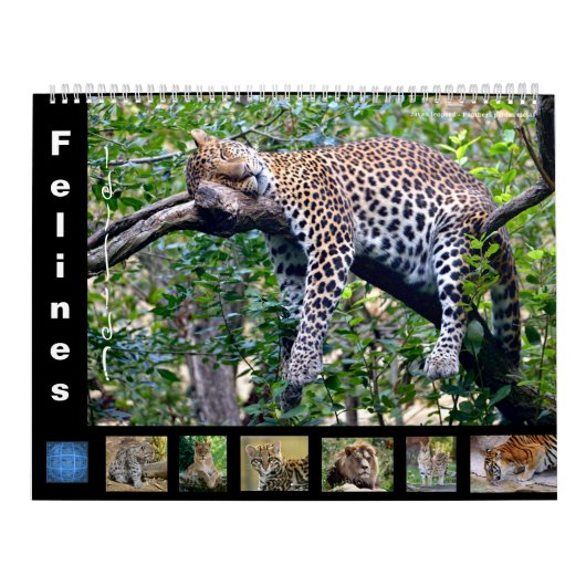 12-maands kalender Felines (Hoes)