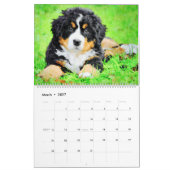 12-maands Regal Bernese Mountain Dogs Waterverf Kalender (Mar 2027)