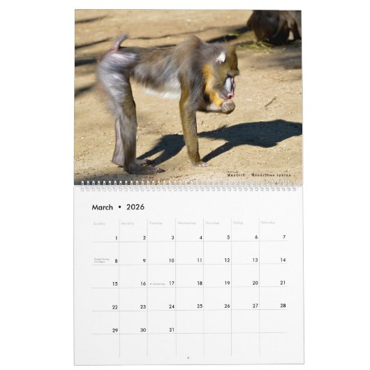 12 month calendar monkeys  kalender (Mar 2026)