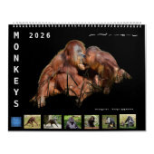 12 month calendar monkeys  kalender (Hoes)