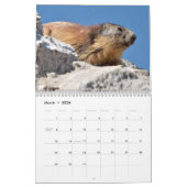 12 month calendar of Alpine marmots 2025 Kalender (Mar 2026)