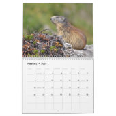 12 month calendar of Alpine marmots 2025 Kalender (Feb 2026)